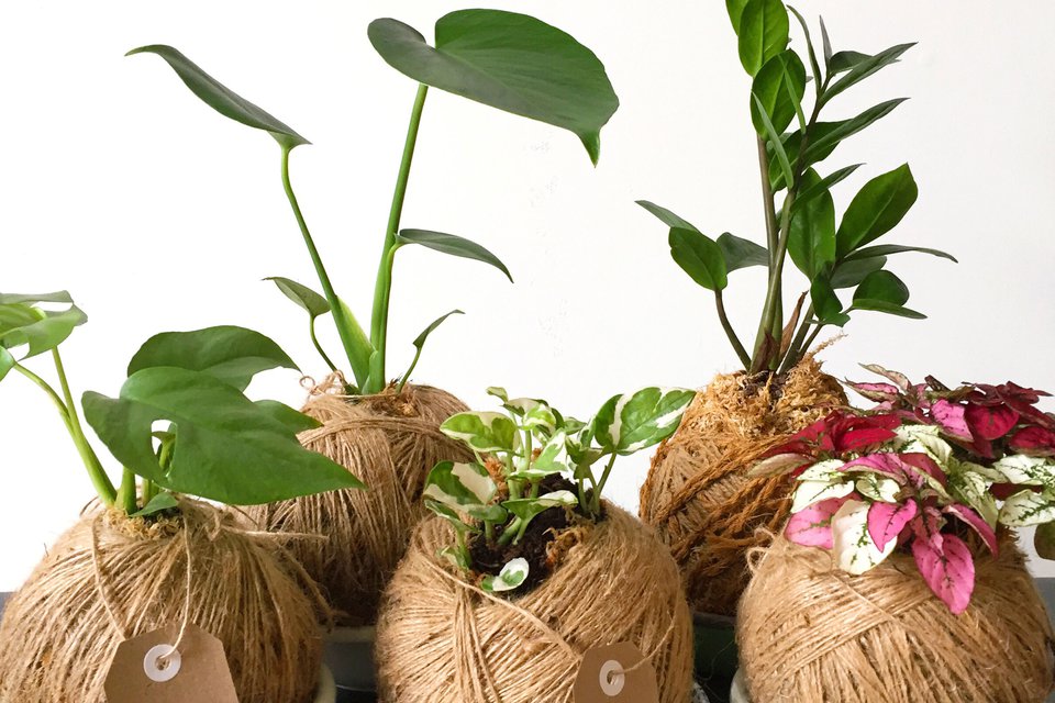 Kokedamas - Creation and Care