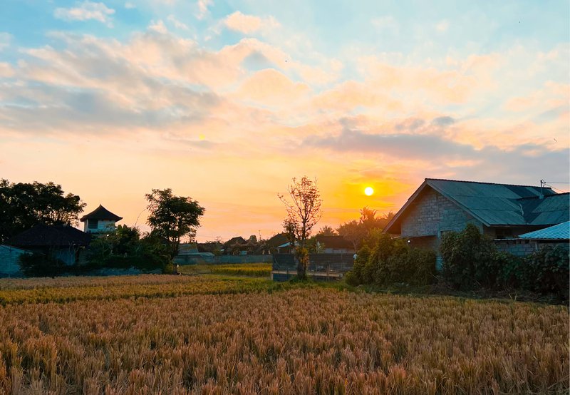 sunset rice paddy